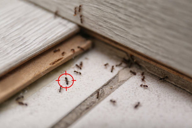 Best Local Pest Control Services  in Finneytown, OH
